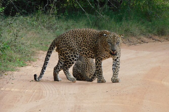 Yala National Park Safari Tours - 2 Options - Good To Know