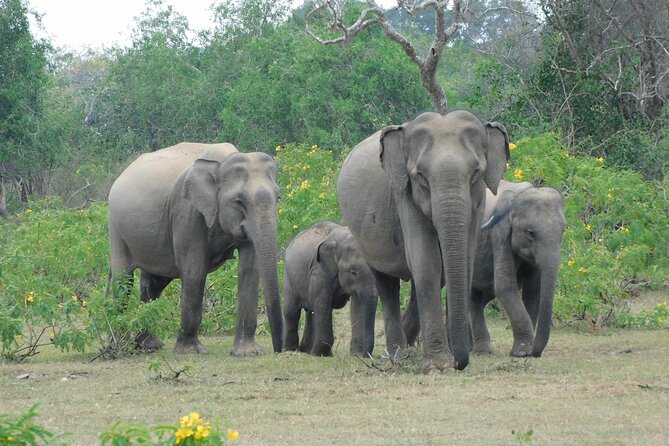 Yala National Park Safari Tours - 2 Options - Yala Morning Safari