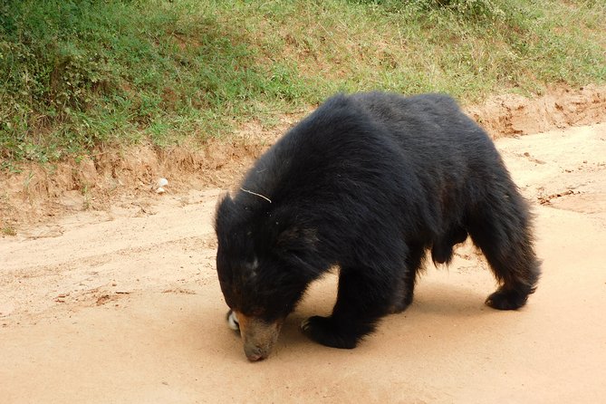 Yala National Park Safari Tours - 2 Options - Stellar Customer Reviews