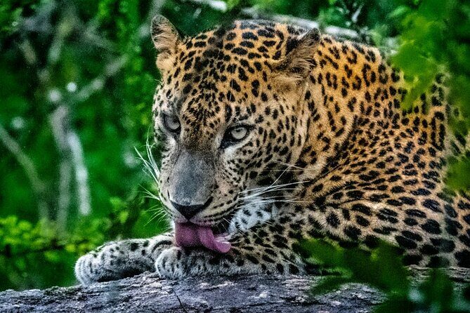 Yala National Park Safari Tours - Key Points