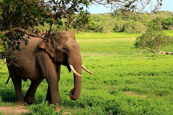 Yala National Park Safari Tours - Who Will Love This Tour?
