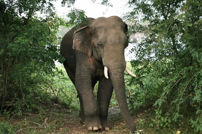 Yala National Park Safari Tours From Hambantota port - An Honest Look at the Safari Experience