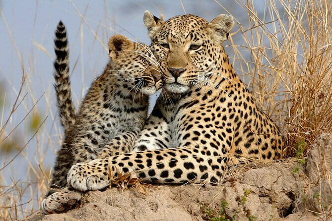 Yala National Park Safari Tours From Hambantota port - The Reviews: A Window Into the Experience