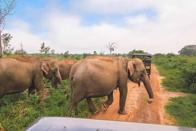 Yala National Park Safari Tours From Hambantota port - FAQ