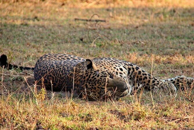 Yala National Park Safari Tours from Hambantota Port - What to Expect from the Yala Safari Tour