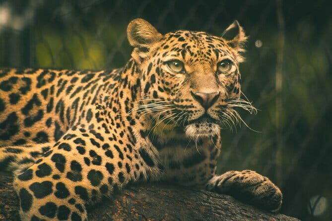 Yala National Park Safari Tours from Hambantota Port - Final Thoughts: Why Choose This Safari?