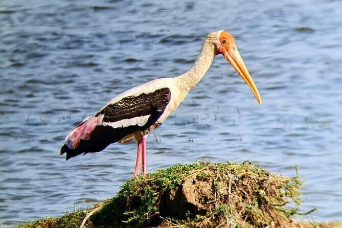 Yala National Park Safari Tours from Hambantota Port - Final Word