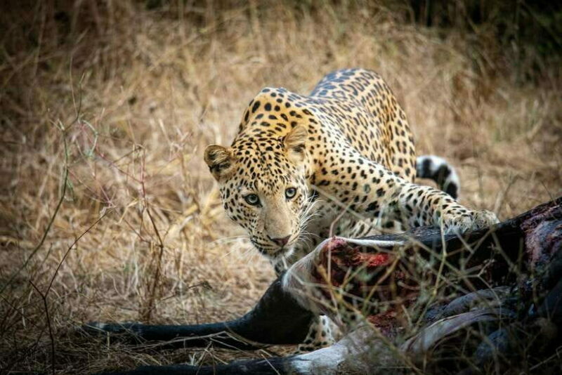 Yala National Park Safari Tours - Half Day & Full Day - Key Points