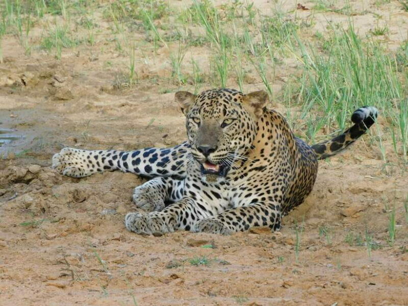 Yala National Park Safari Tours - Half Day & Full Day - What the Reviews Say
