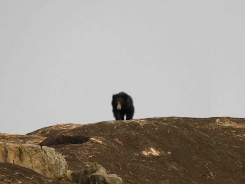 Yala National Park Safari Tours - Half Day & Full Day - Why Choose This Safari?