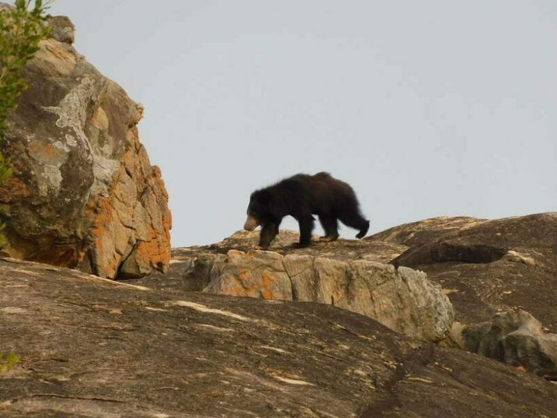 Yala National Park Safari Tours - Half Day & Full Day - Final Thoughts: Who Is This Tour Best For?