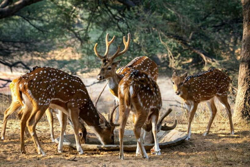 Yala National Park Safari Tours - Half Day & Full Day - FAQ