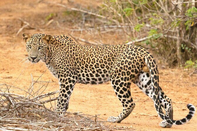 Yala National Park Safari Tours -Half Day & Full Day - Introduction: An Authentic Safari Experience in Yala