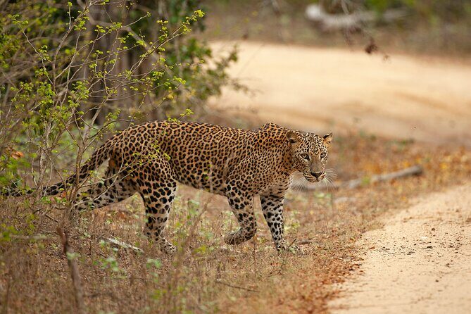 Yala National Park Safari Tours -Half Day & Full Day - What’s Included and What’s Not