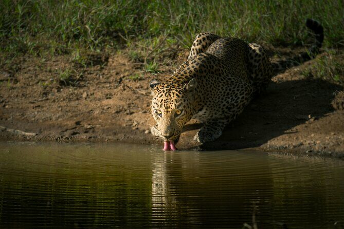 Yala National Park Safari Tours -Half Day & Full Day - The Experience – What You Can Expect