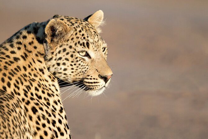 Yala National Park Safari Tours -Half Day & Full Day - Who Will Love This Safari?