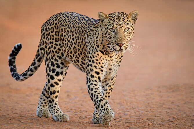 Yala National Park Safari Tours -Half Day & Full Day - The Sum Up: A Solid Choice for Authentic Wildlife Watching