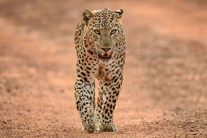 Yala National Park Safari Tours -Half Day & Full Day - FAQ