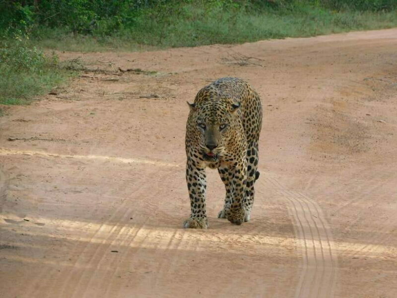 Yala National Park Safari Tours: Morning/Evening/Full Day - Key Points