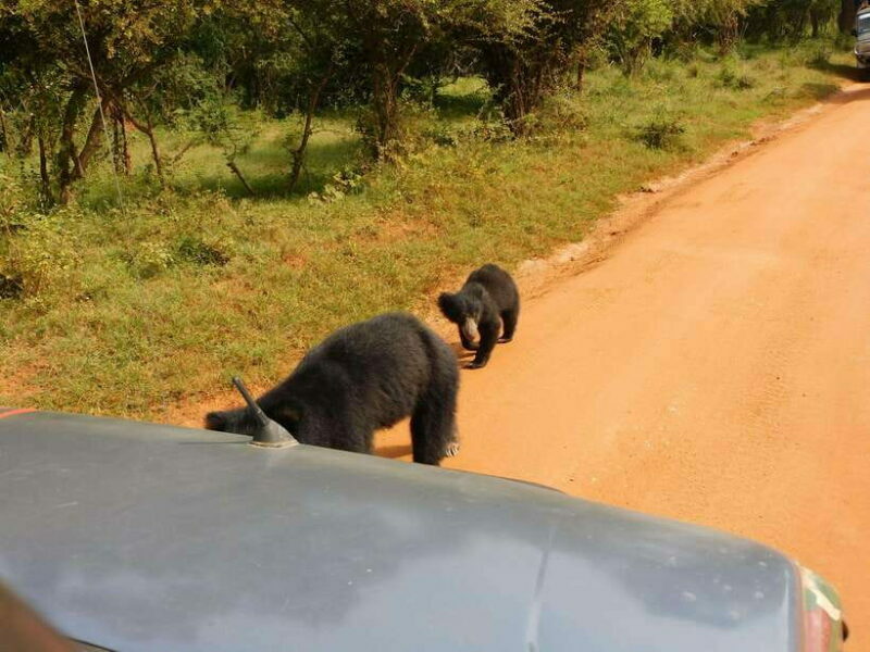 Yala National Park Safari Tours: Morning/Evening/Full Day - A Deep Dive into the Experience