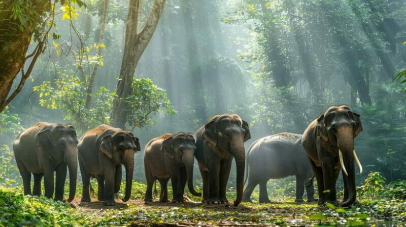 Yala National Park Safari Tours: Morning/Evening/Full Day - The Sum Up