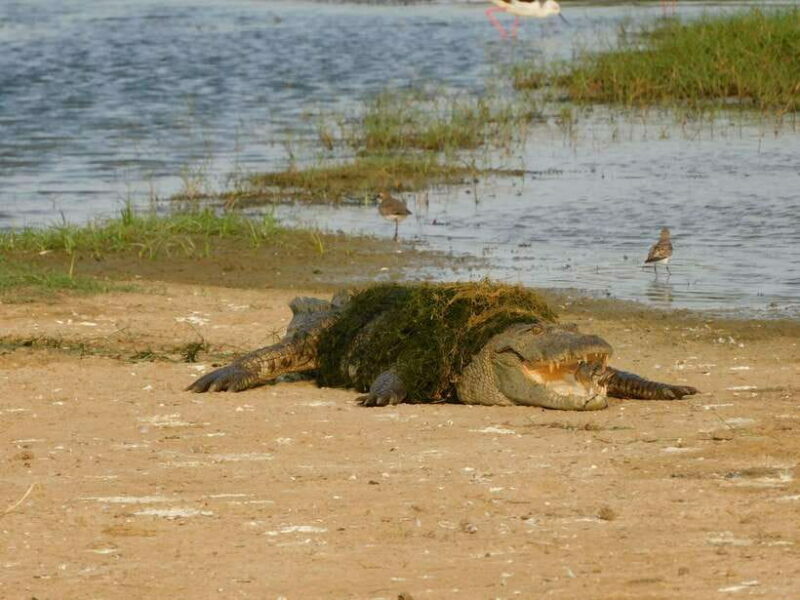 Yala National Park Safari Tours: Morning/Evening/Full Day - FAQ