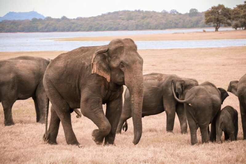 Yala National Park (SHARE) Safari Tours - Key Points