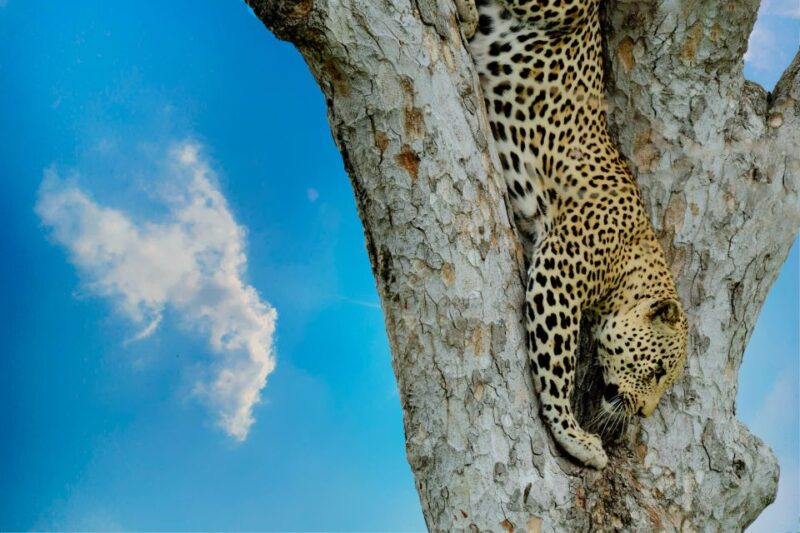 Yala National Park (SHARE) Safari Tours - Pickup and Drop-off Locations