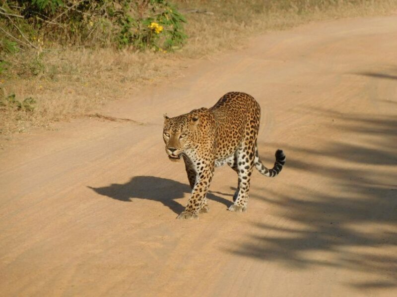 Yala National Park (SHARE) Safari Tours - Safari Experience and Highlights