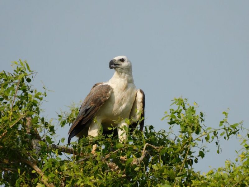 Yala National Park (SHARE) Safari Tours - Customer Feedback and Ratings