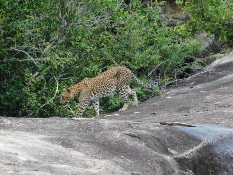 Yala National Park (SHARE) Safari Tours - Wildlife and Nature Encounters