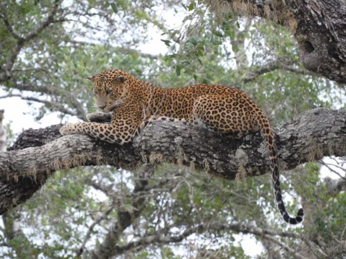 Yala National Park (SHARE) Safari Tours - Sustainable Tourism Practices