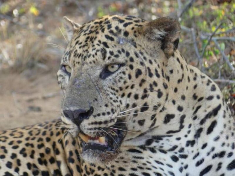 Yala National Park Sharing Safari (5 Hours) - Safari Experience