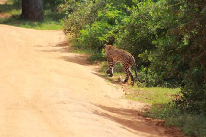 Yala National Park Sharing Safari (5 Hours) - Visitor Information