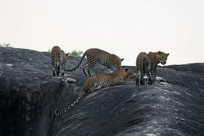 Yala National Park special Half-Day & Full-Day Safari Adventure - Introduction