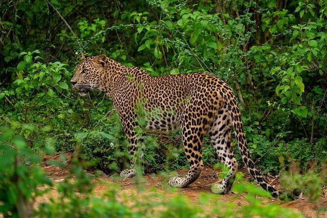 Yala National Park special Half-Day & Full-Day Safari Adventure - Who Will Love This Tour?
