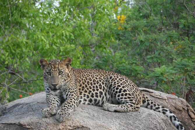 Yala National Park Special Leopard Safari Tour - An Honest Look at a Popular Wildlife Experience