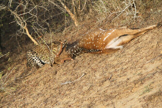 Yala National Park Special Leopard Safari Tour - Key Points