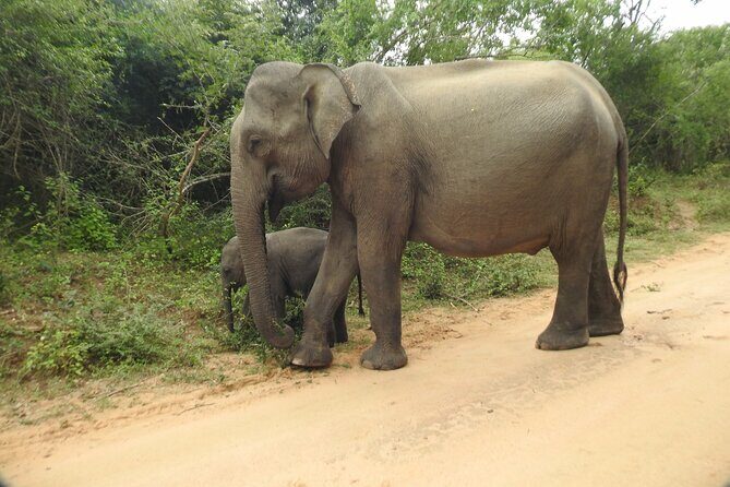 Yala National Park Special Leopard Safari Tour - Final Thoughts