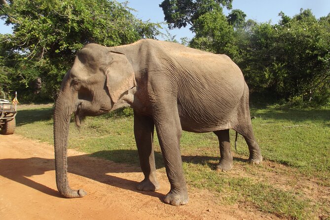 Yala National Park Special Leopard Safari Tour - Pickup Information