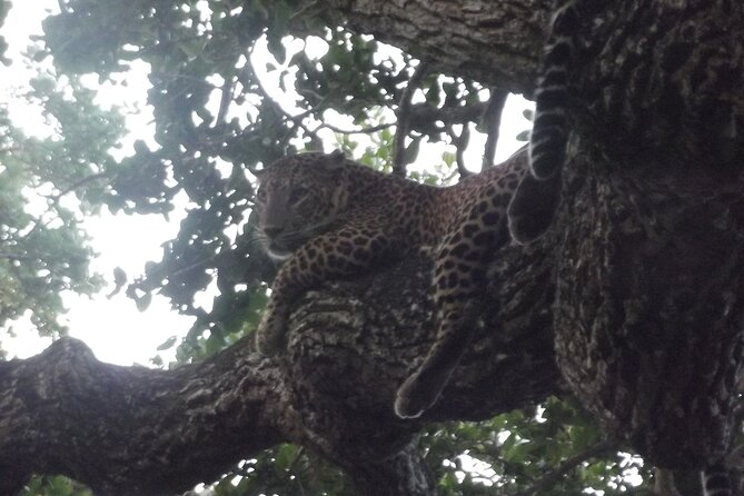 Yala National Park Special Leopard Safari Tour - Reviews and Feedback
