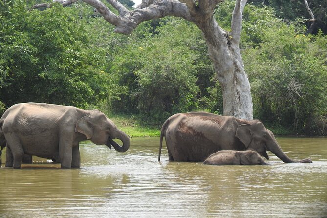 Yala National Park Special Leopard Safari Tour - Spotting Leopards