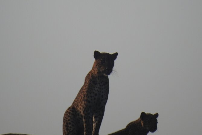 Yala National Park Special Leopard Safari Tour - Luxury Jeep Experience