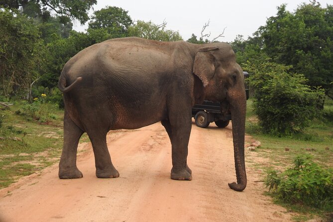 Yala National Park Special Leopard Safari Tour - Delicious Breakfast Spread