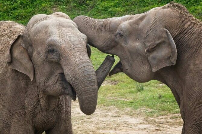 Yala National Park Tour From Hambantota Port - Final Thoughts: Who Will Love This Tour?