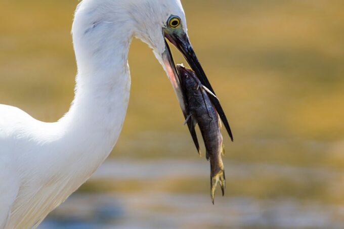 Yala National Park Tour in Golden Hours - Memorable Photographic Moments
