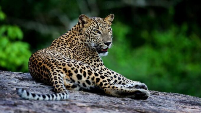 Yala National Park Tour in Golden Hours - Comfortable Safari Experiences