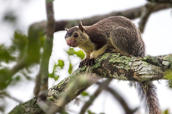 Yala National Park Tour in Golden Hours - Frequently Asked Questions