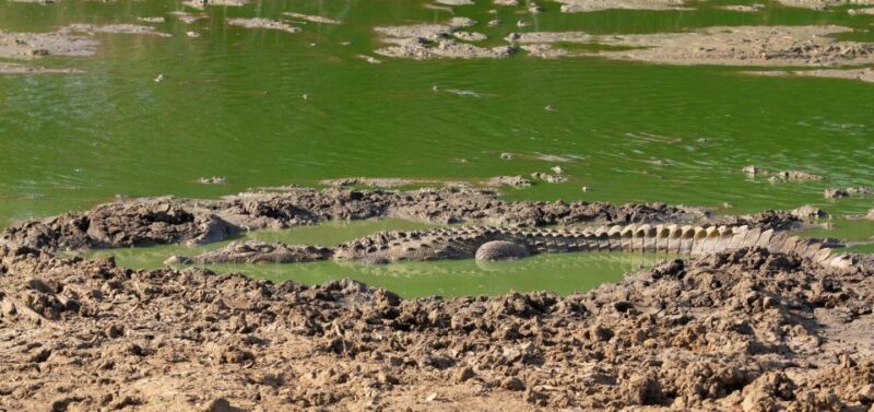 Yala National Park Wildlife Safari From Bentota - Wildlife Viewing Experience