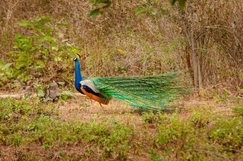 Yala National Park Wildlife Safari From Bentota - Included and Excluded